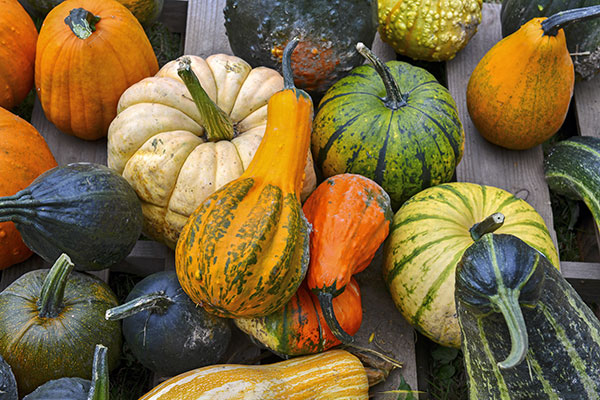 The Lowdown on the Great Autumn Gourd - Hawkinson, Muchnick & Associates